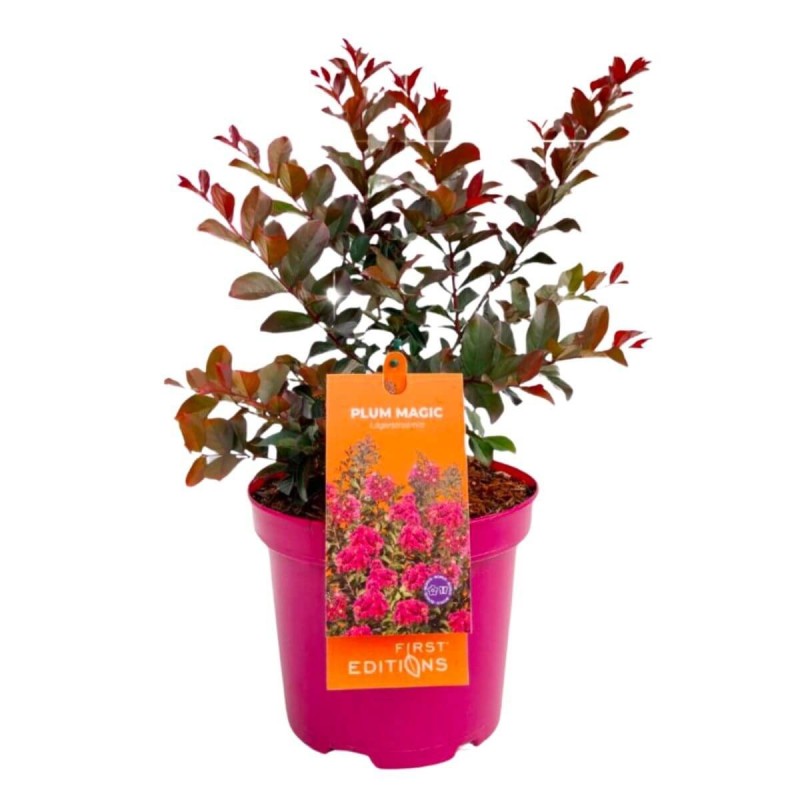 Lagerstroemia Plum Magic® indica sadzonka w donicy 4L