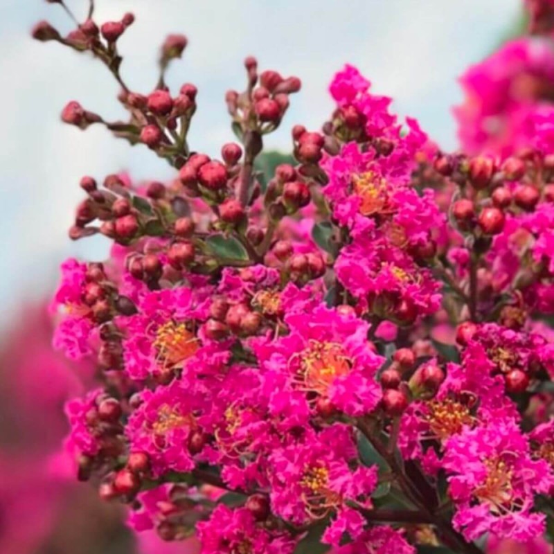 Lagerstroemia Plum Magic® c4 uprawa w polsce
