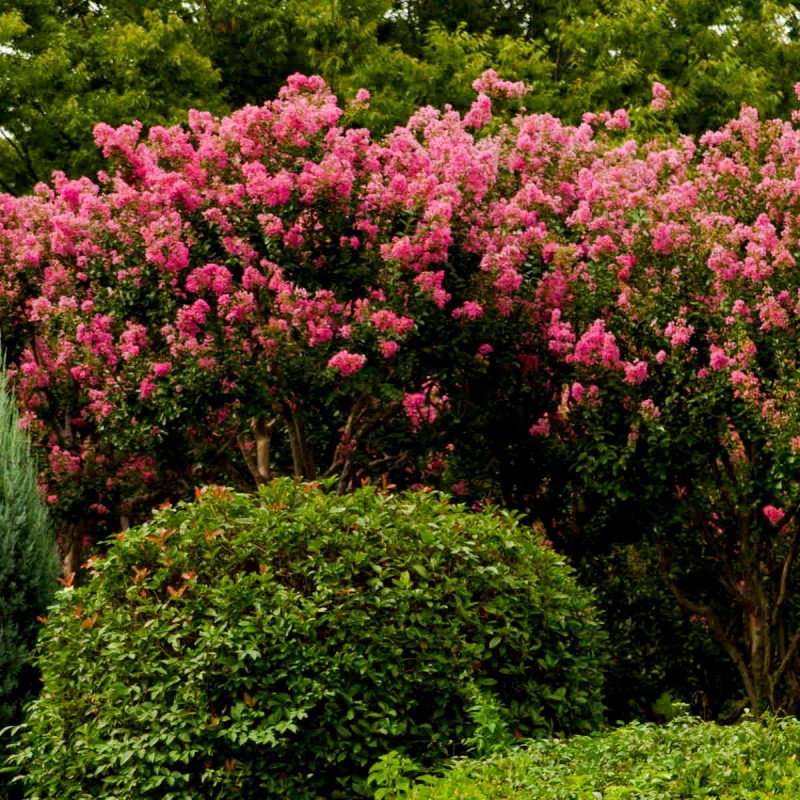 Lagerstroemia Plum Magic c4 czy zimuje