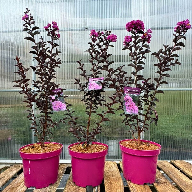 lagerstroemia plum magic c4 kwitnące sadzonki cena