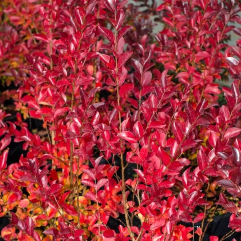 Lagerstroemia RUFFLET RED MAGIC® czerwona 4L uprawa