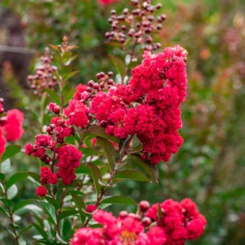 Lagerstroemia RUFFLET RED MAGIC® sadzonka XL-C4