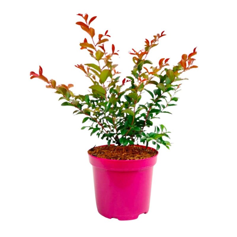 Lagerstroemia RUFFLET RED MAGIC® sadzonka w donicy 4L
