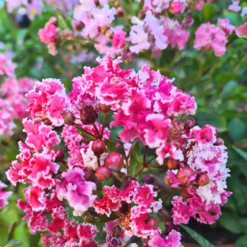 Lagerstroemia BERLINGOT MENTHE kwitnie 120 dni sadzonka C2