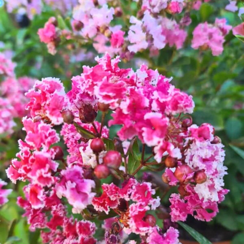 Lagerstroemia Berlingot Menthe c2 sklep cena.jpg