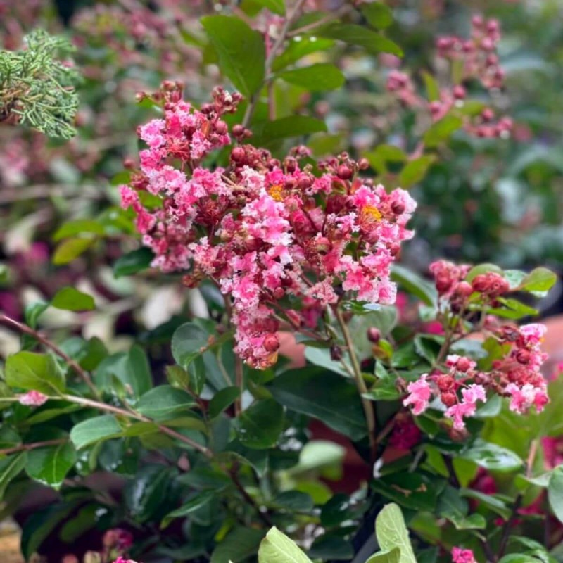 Lagerstroemia Berlingot Menthe c2 uprawa w gruncie