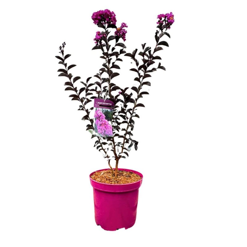 Lagerstroemia purely purple c2 sadzonka cena