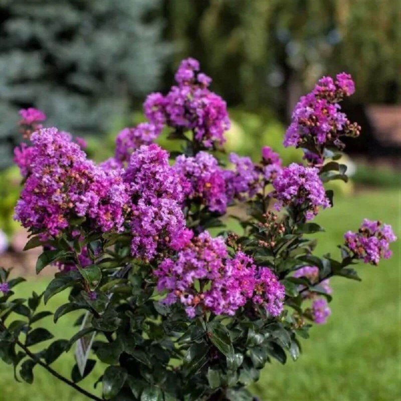 Lagerstroemia purely purple c2 uprawa w gruncie