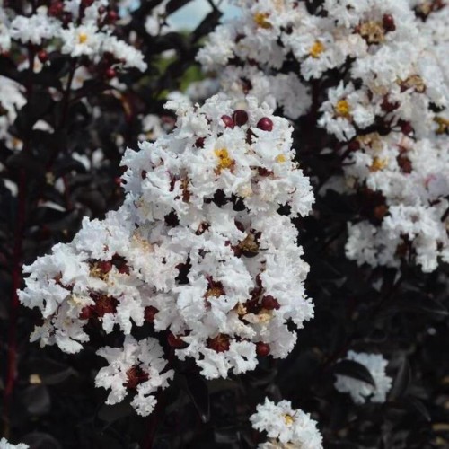 Lagerstroemia BLACK SOLITAIRE® Pure White sadzonka C2