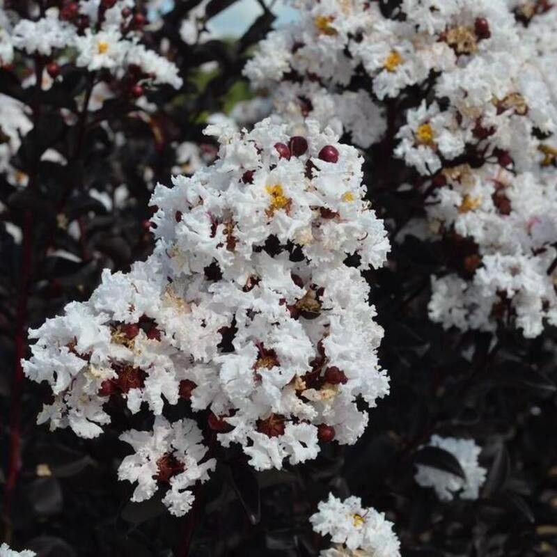 Lagerstroemia pure white c2 biała gdzie kupić