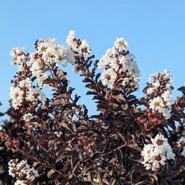 Lagerstroemia biała pure white c2 zimowanie