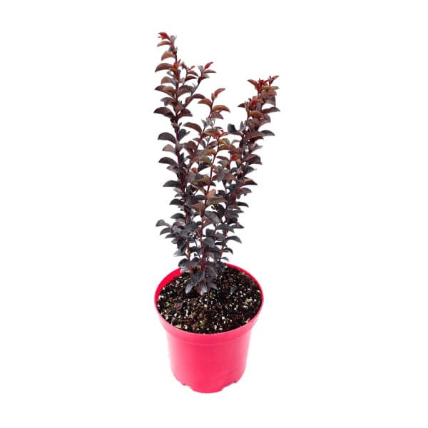 Lagerstroemia Black Solitaire Pure White sadzonka cena