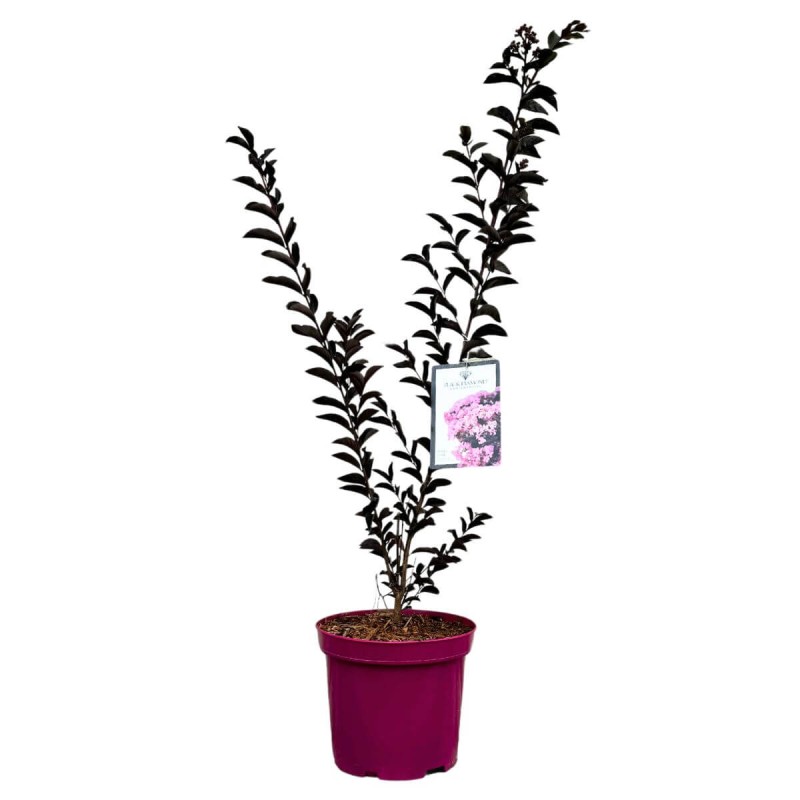 Lagerstroemia Shell Pink C4 sadzonka cena