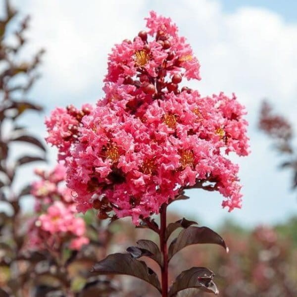 Lagerstroemia Shell Pink Black Solitare w ogrodzie.jpg