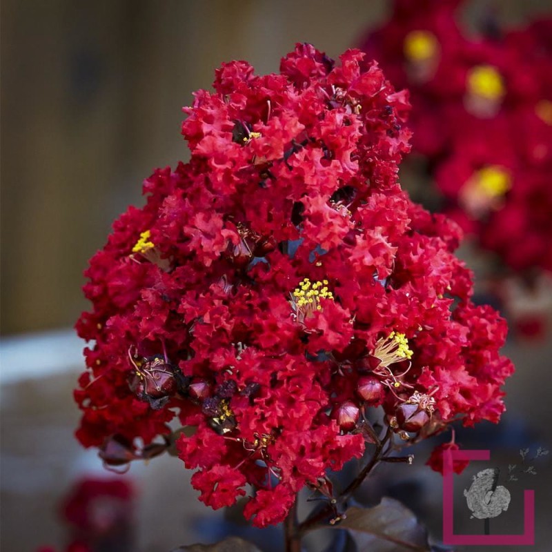 lagerstroemia czerwona red hot jak zimuje