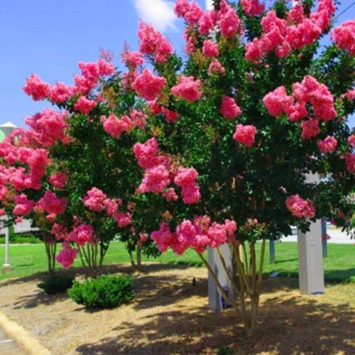 Lagerstroemia PURPUREA (rubra) Kwitnie 120 dni sadzonka C2