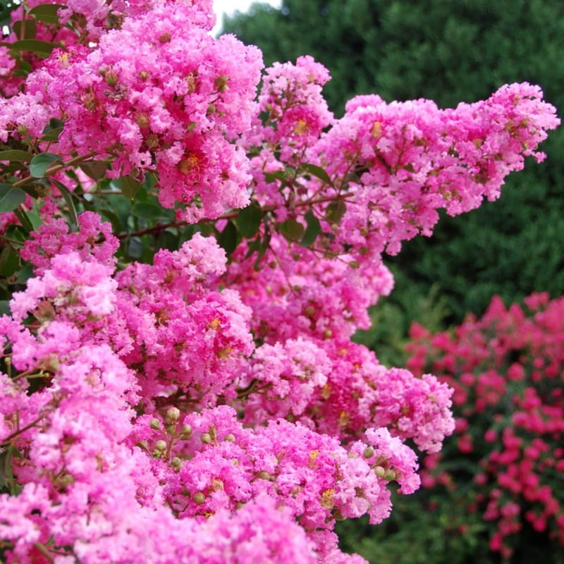 Lagerstroemia Petite Pink Krzew który kwitnie 120 dni Sadzonka cena