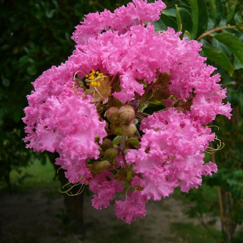Lagerstroemia Petite Pink kiedy sadzić
