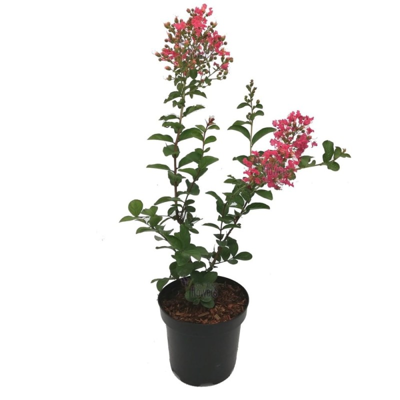 Lagerstroemia Petite Pink c2 duża sadzonka
