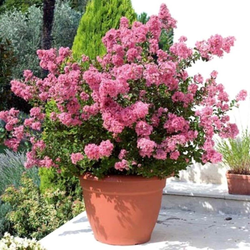 Lagerstroemia petite pink c5 uprawa w donicy