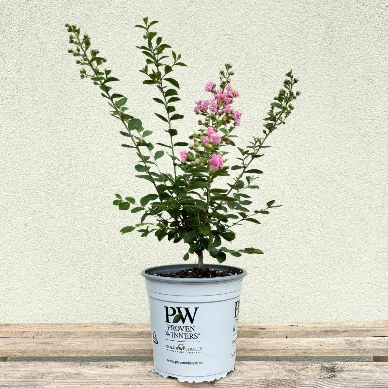 Lagerstroemia petite pink c5 duża sadzonka cena