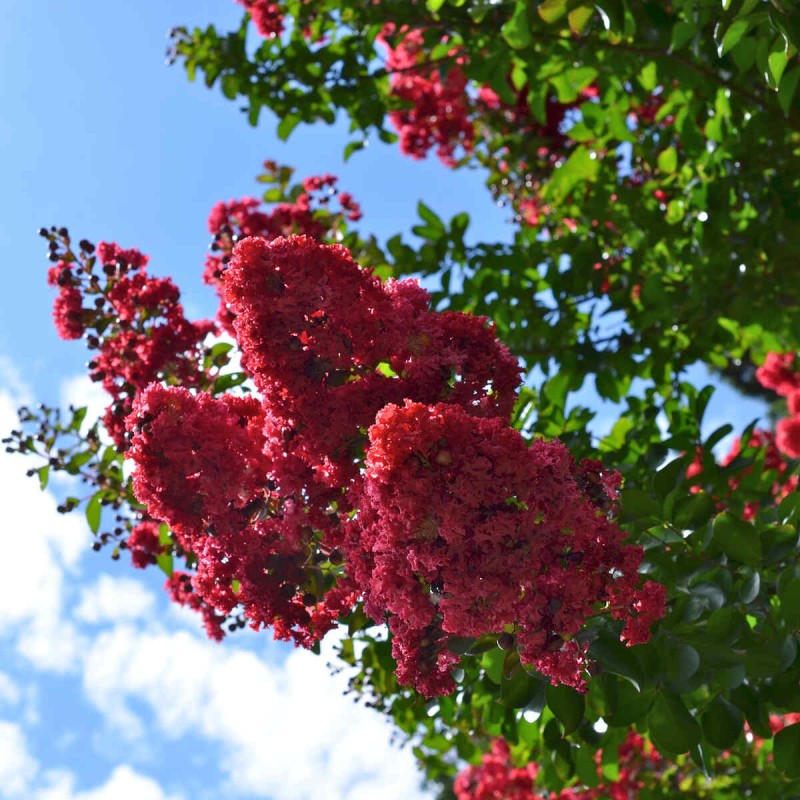 Lagerstroemia indica czerwona Petite Red uprawa