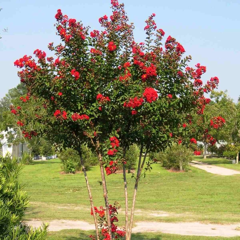 Bez południa Lagerstroemia czerwona c5 kiedy sadzić