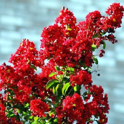 Lagerstroemia RUBRA MAGNIFICA kwitnie 120 dni sadzonka C2