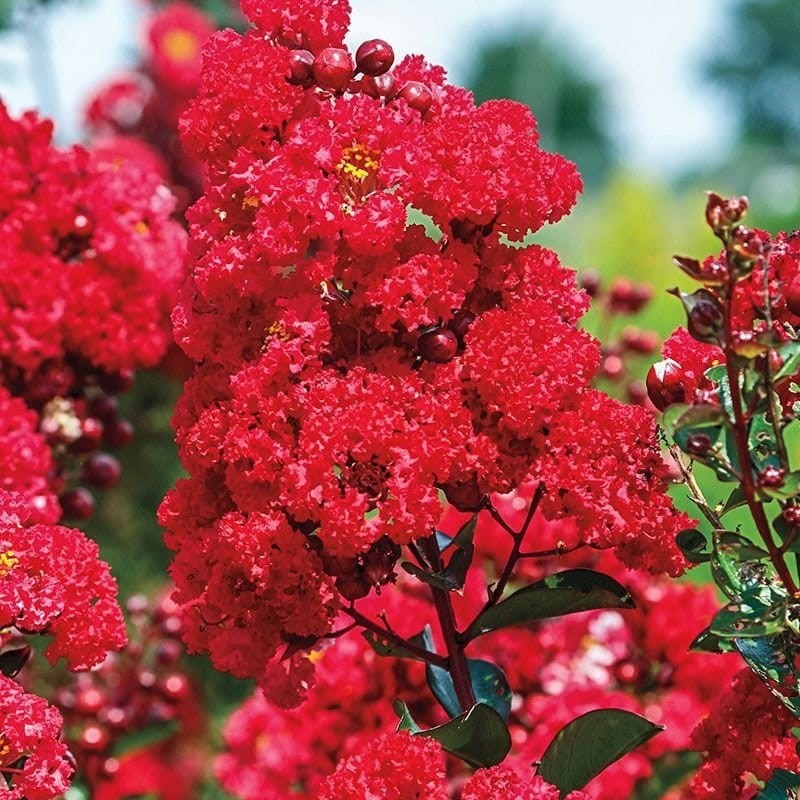 lagerstroemia indica Magnifica Rubra c2 długo kwitnąca