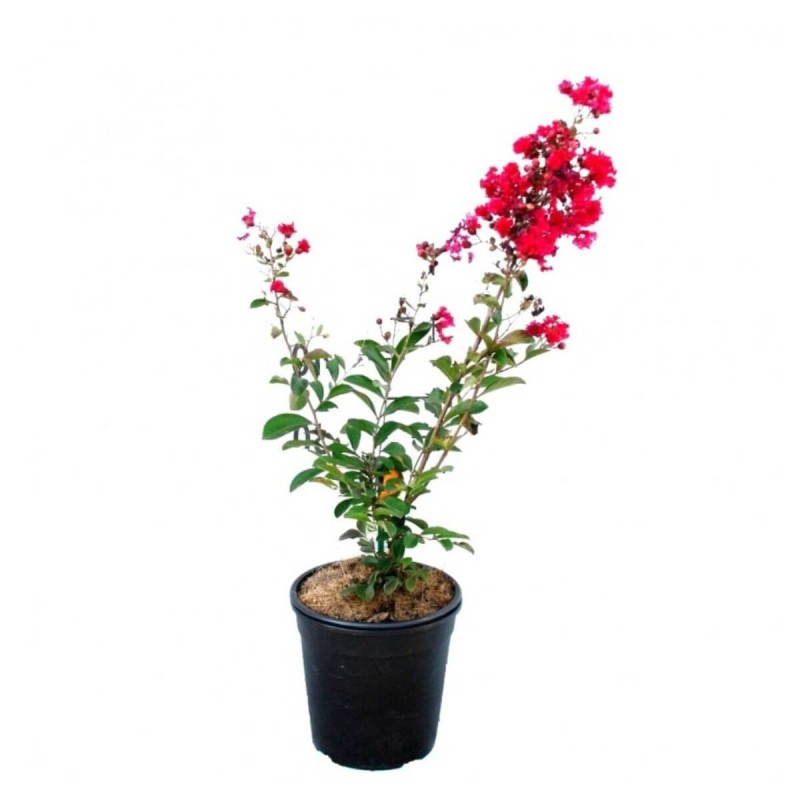 Lagerstroemia Red Imperator sadzonka c2 cena