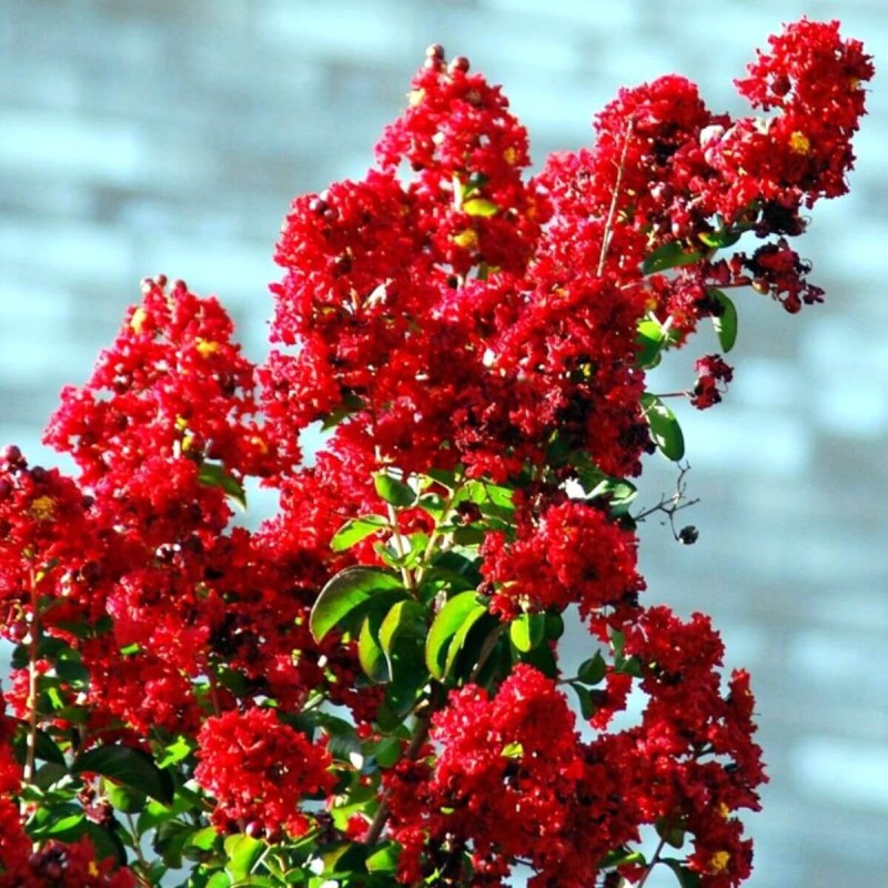 Lagerstroemia Red Imperator c2 czy zimuje