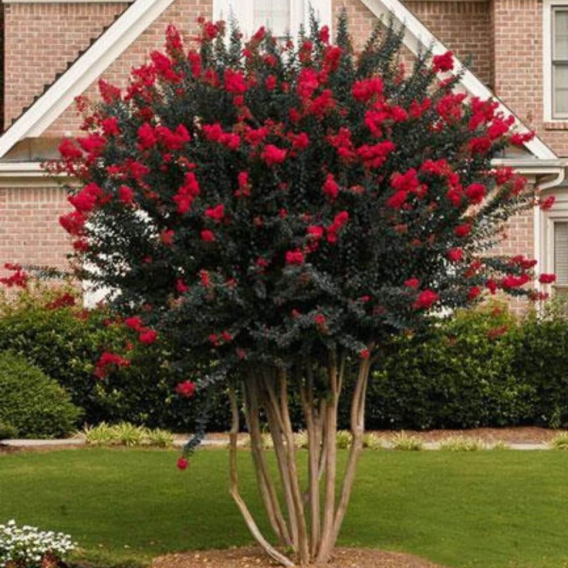 Lagerstroemia Red Imperator  c2 uprawa w gruncie