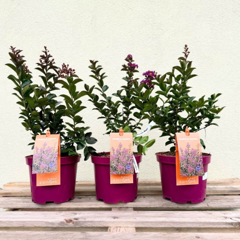 Lagerstroemia Purple Magic c5 uprawa w donicy