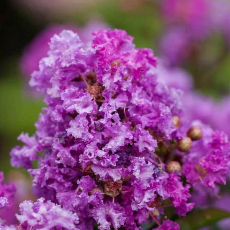 Lagerstroemia Purple Magic c5 fioletowe kwiaty