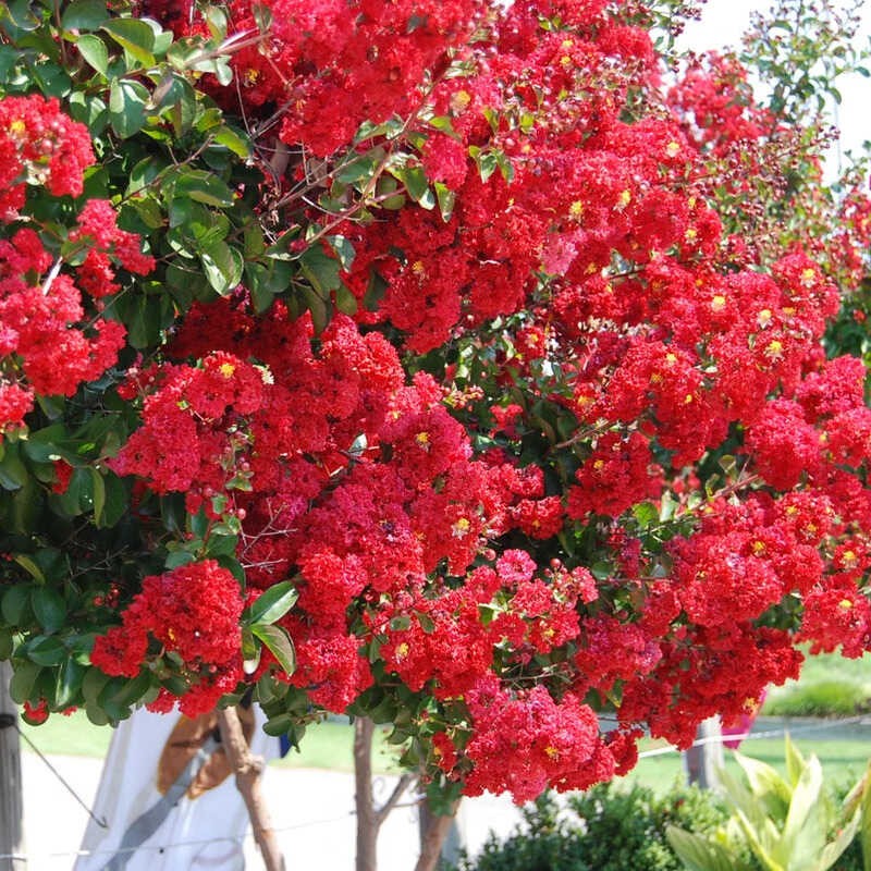 Lagerstroemia indyjska coccinea Sadzonka sklep