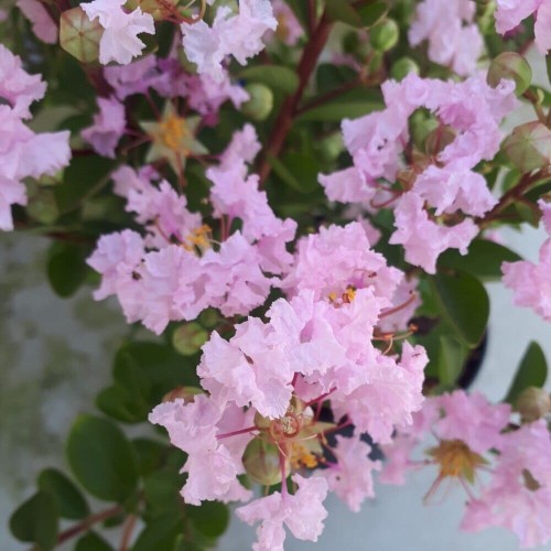 Lagerstroemia SEABURN kwitnie 120 dni sadzonka C3