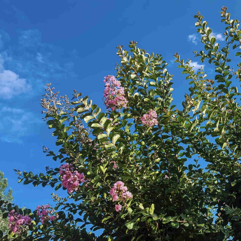 Lagerstroemia różowa seaburn uprawa w gruncie