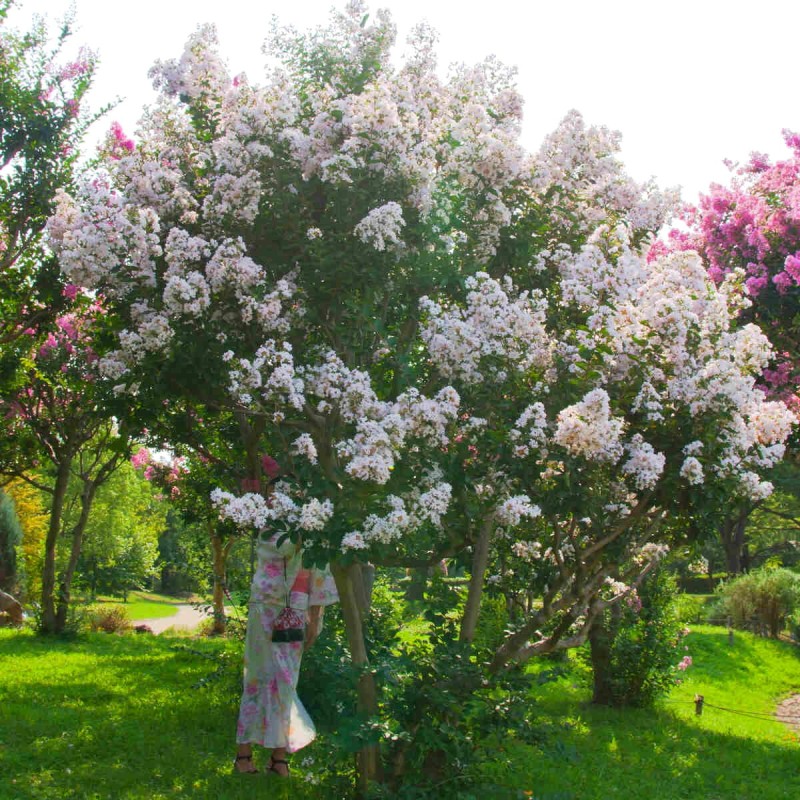 Lagerstroemia nivea biała c2 uprawa w gruncie