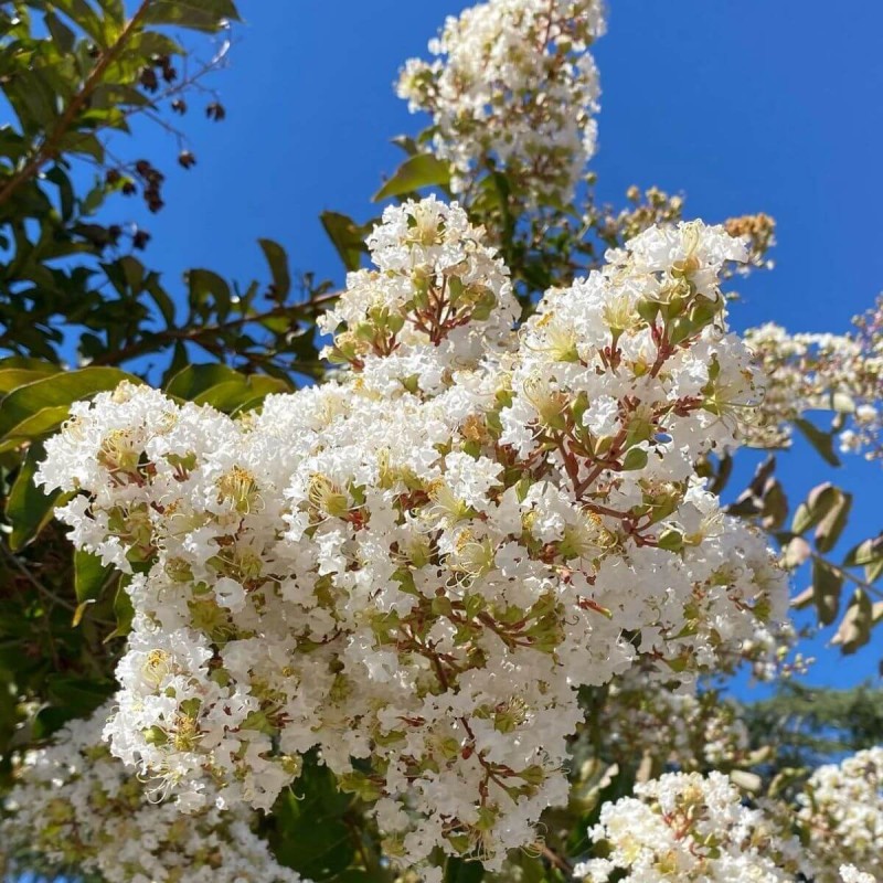 Lagerstroemia nivea  c2 białe kwiaty