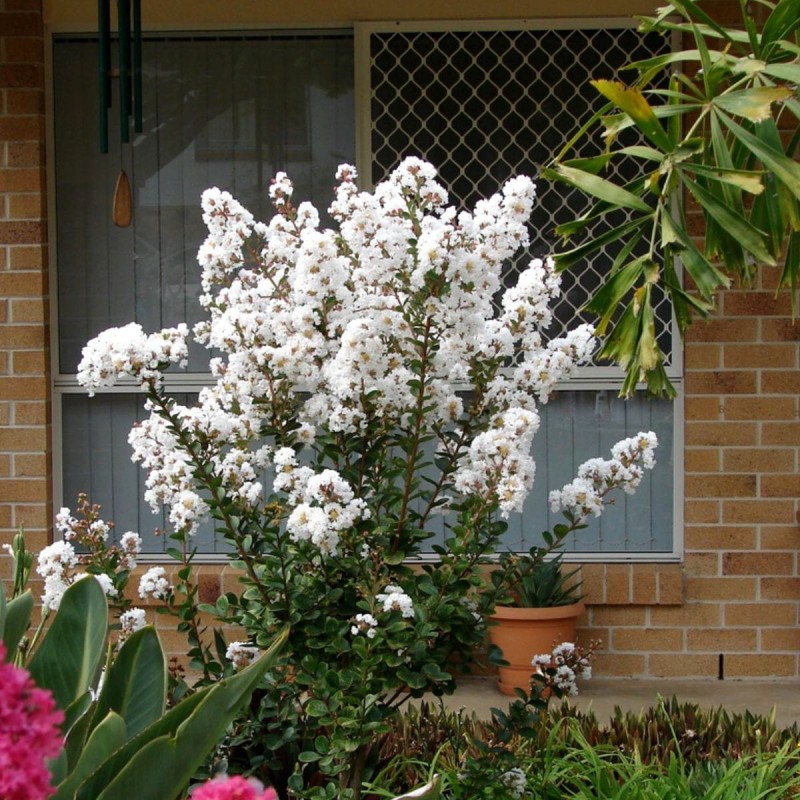 Lagerstroemia nivea biała c2 jak zimować