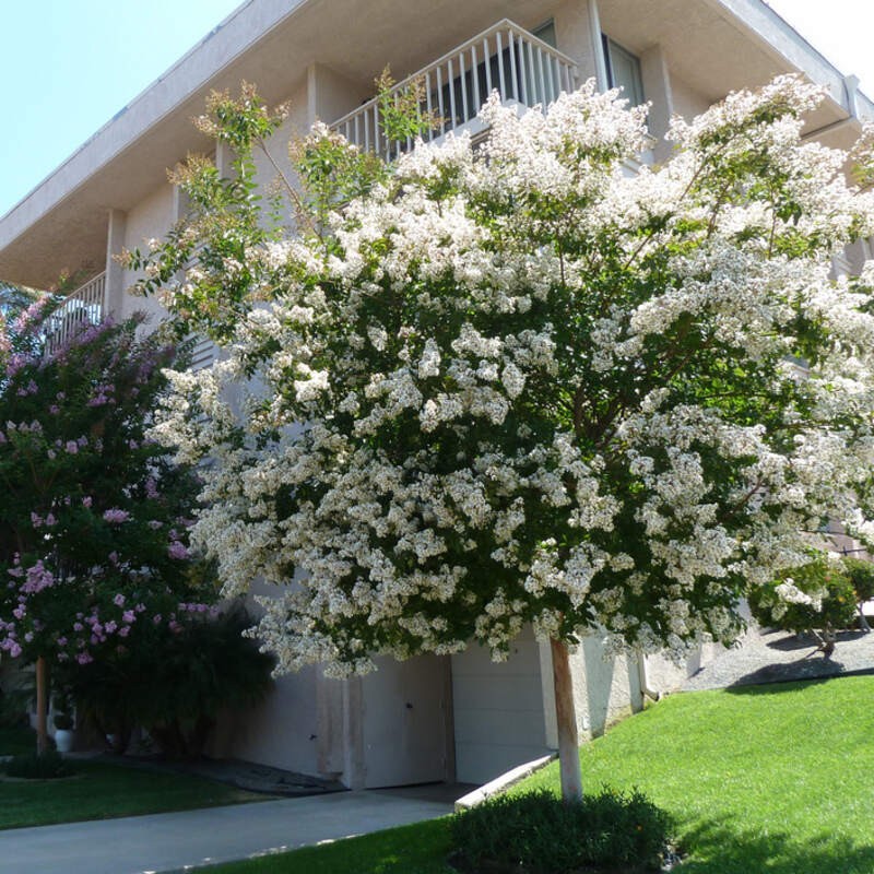 Lagerstroemia nivea biała c5 duża sadzonka