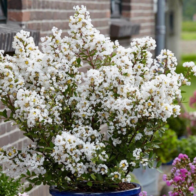 Lagerstroemia nivea biała c5 100 cm