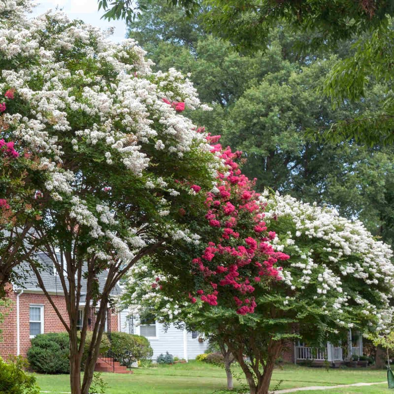Lagerstroemia nivea biała c5 kiedy sadzić