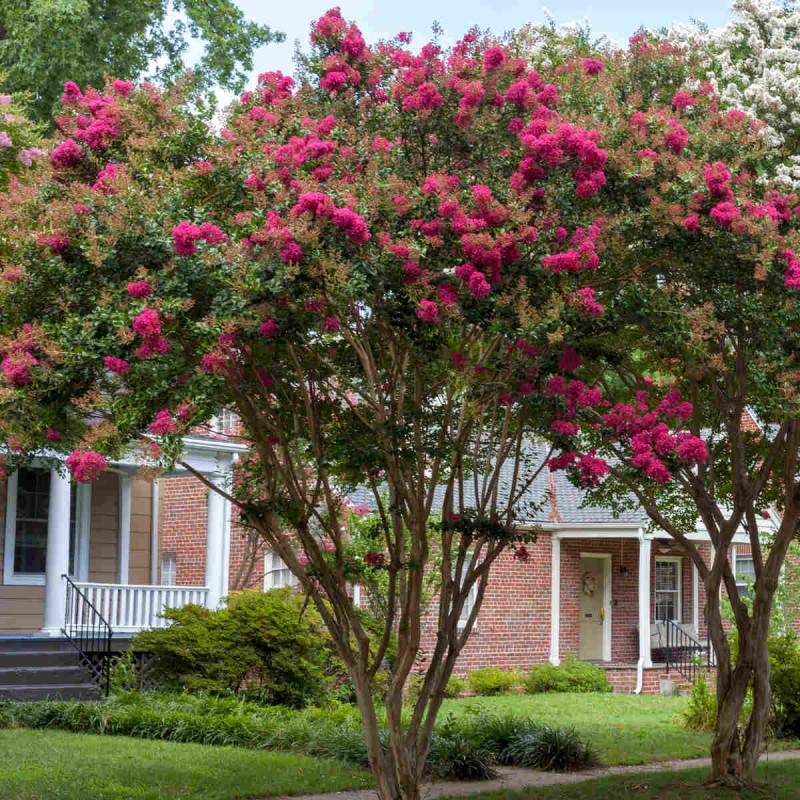 Lagerstroemia purpurowa turenne c1 uprawa