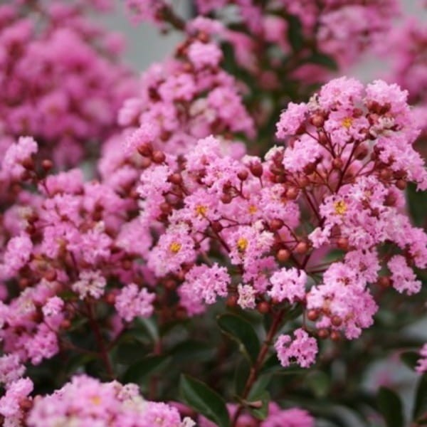 Lagerstroemia eveline karłowa różowa c3