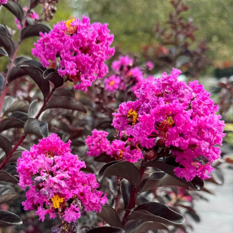 Lagerstroemia purely purple c2 purpurowa sklep.jpg