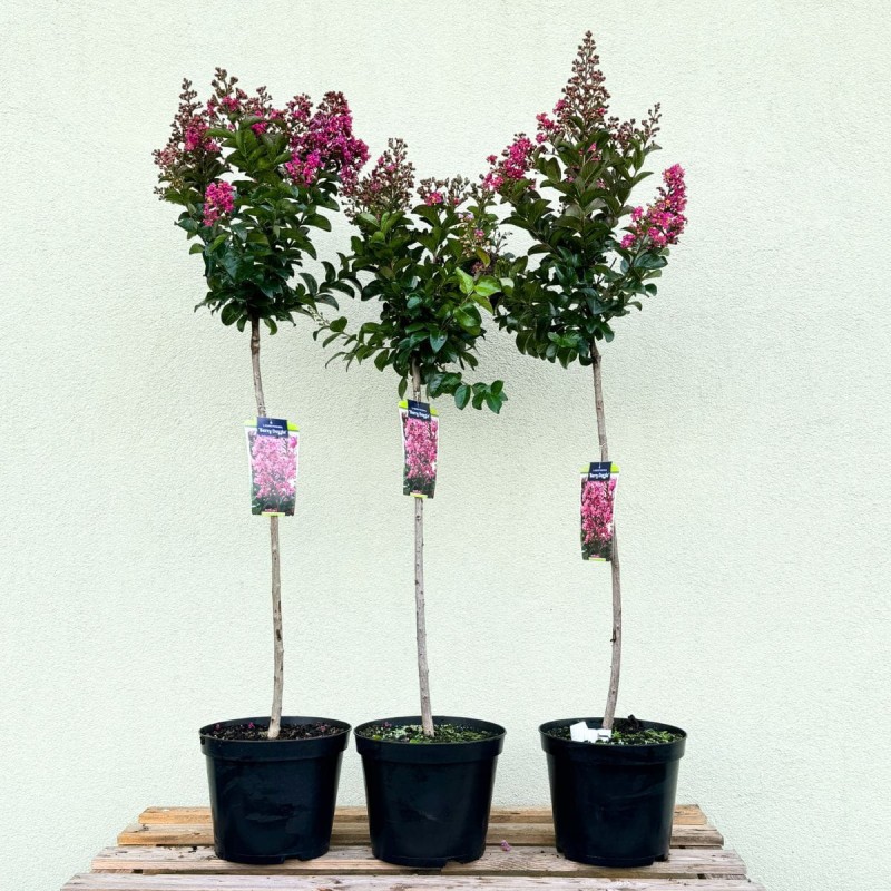 Lagerstroemia Berry Dazzle sadzonka 150 cm na pniu jak zimuje
