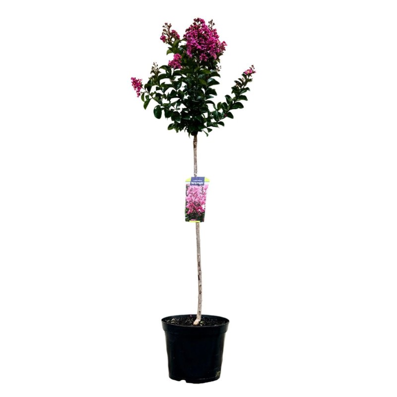 Lagerstroemia Berry Dazzle sadzonka 150 cm na pniu