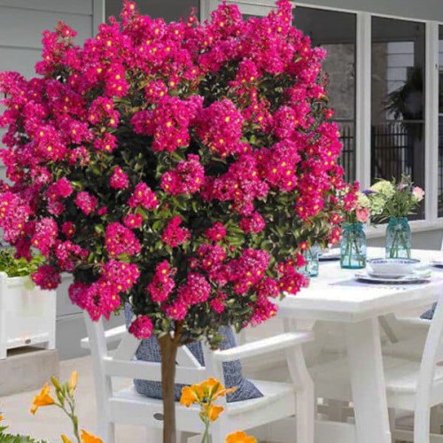 Lagerstroemia na pniu BERRY DAZZLE sadzonka XL C10/15