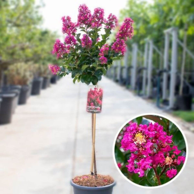 Jak dbać o Lagerstroemia Berry Dazzle na pniu?